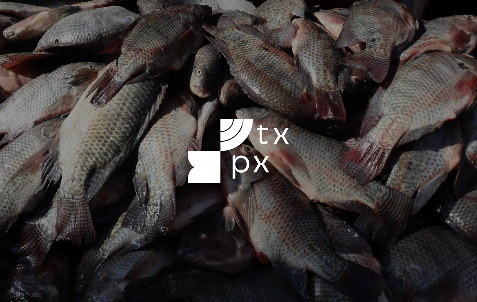 txpx8